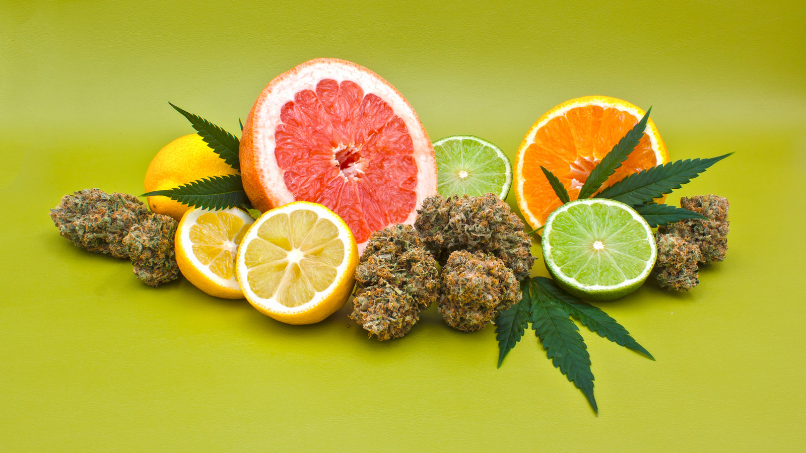 How Do Terpenes Affect the Endocannabinoid System?